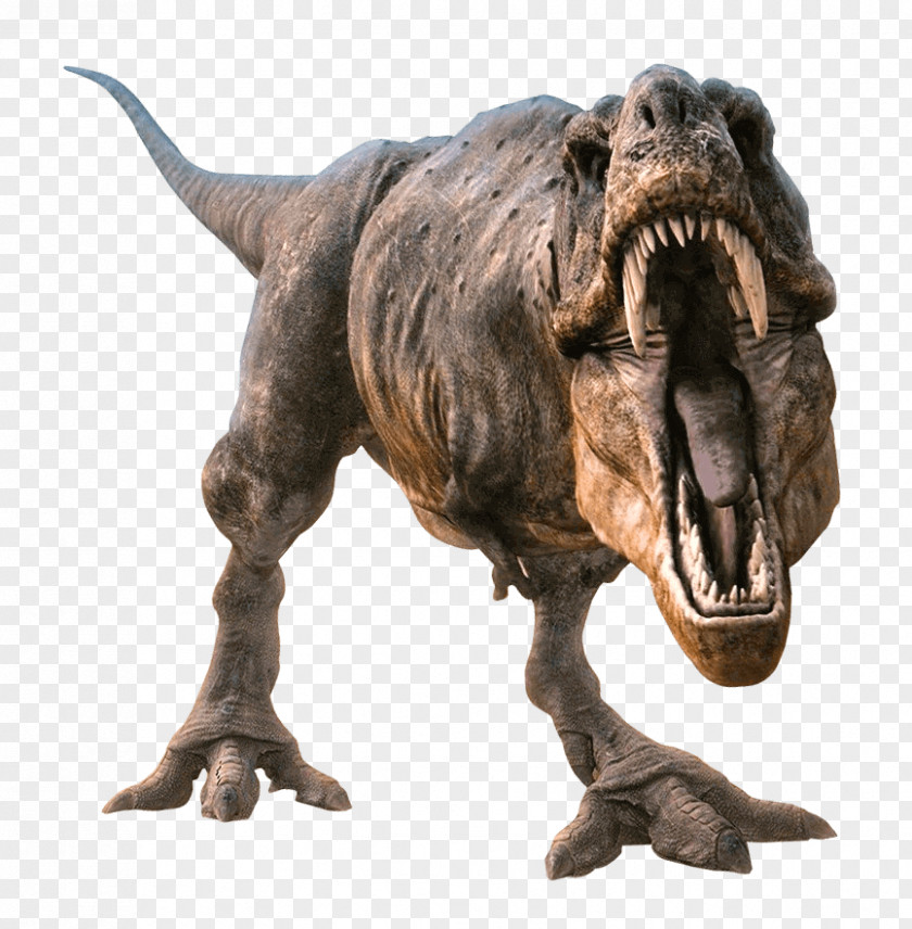 Dinosaur Tyrannosaurus Allosaurus Velociraptor Spinosaurus PNG