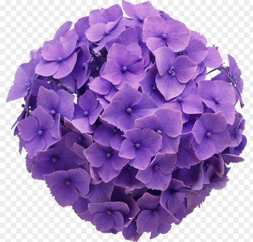 Flower Floral Design Purple French Hydrangea Clip Art PNG