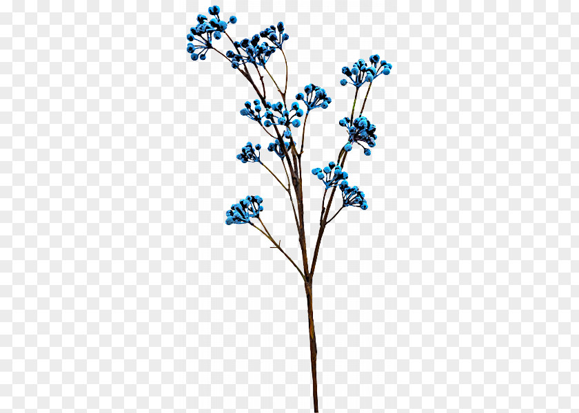 Flower Plant Branch Twig Borage Family PNG