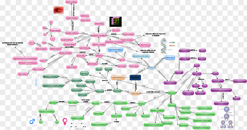 Genetics Diagram DNA Blood Type PNG