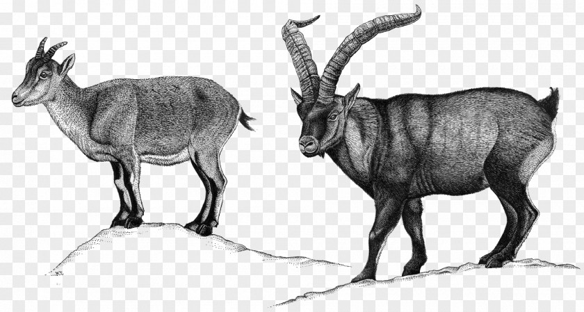 Goat Chamois Alpine Ibex Ahuntz Sheep PNG
