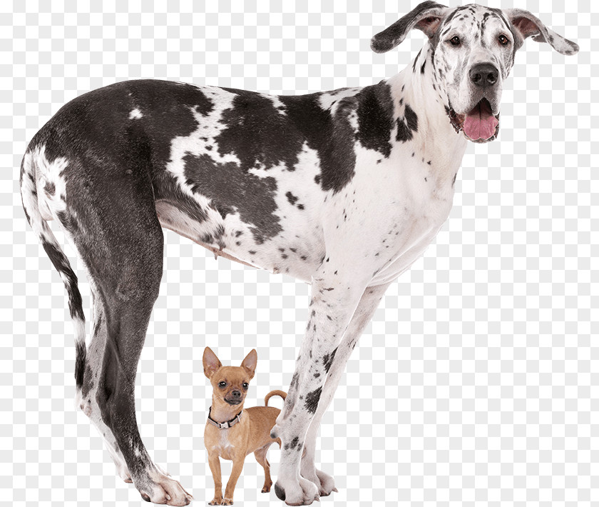 GREAT DANE Great Dane Dog Breed Chihuahua Stock Photography Working PNG