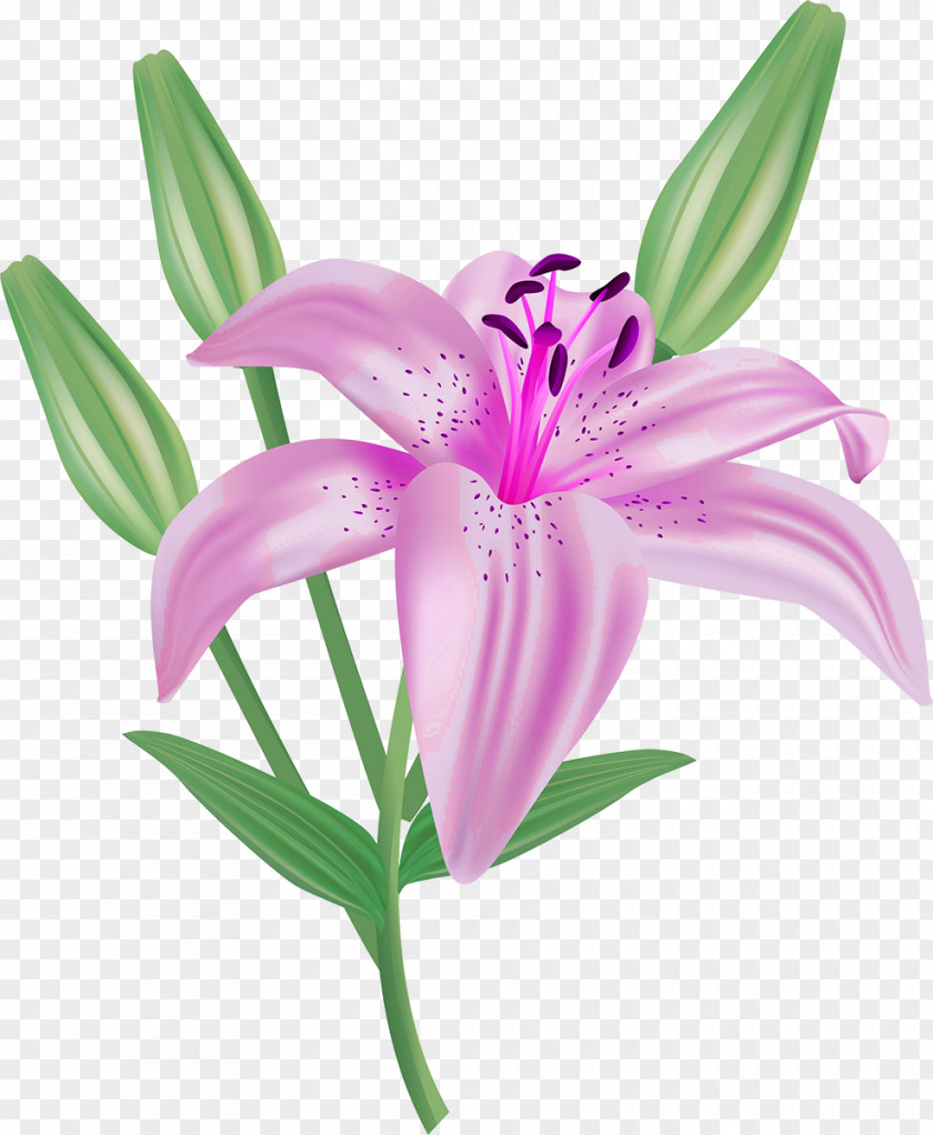 Lilly Flower Lilium Candidum Clip Art PNG