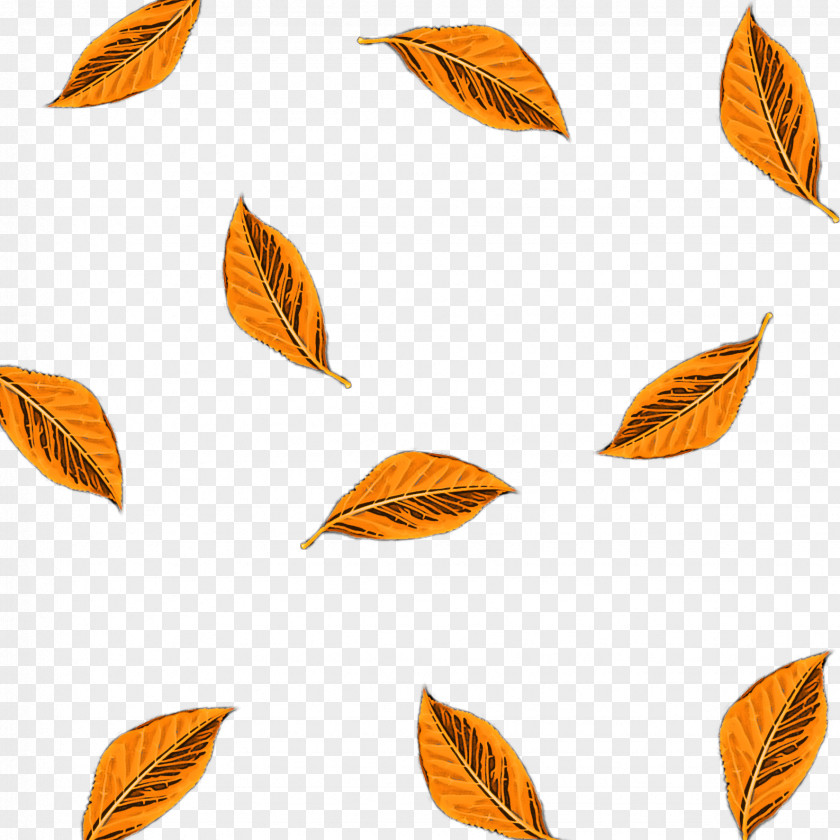 Orange PNG