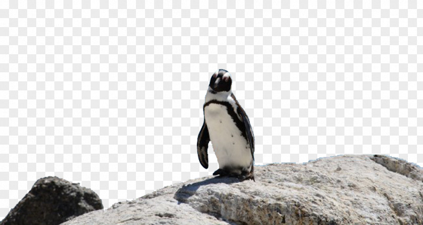 Penguins On The Stone Boulders Beach King Penguin Bird Word Rings PNG