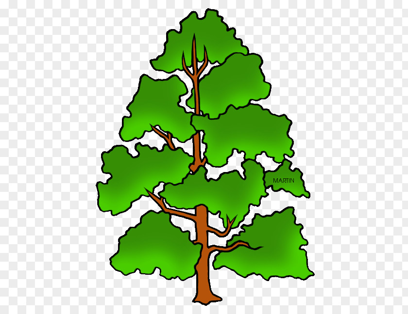 Tree Liriodendron Tulipifera Cottonwood Pine Clip Art PNG