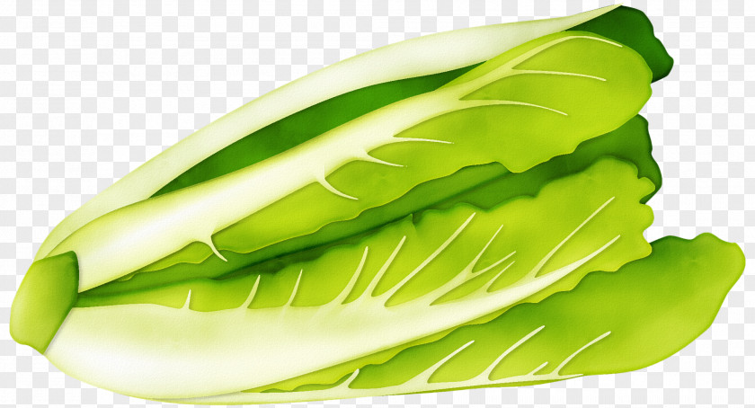 Cabbage Vegetable Material Napa Romaine Lettuce PNG