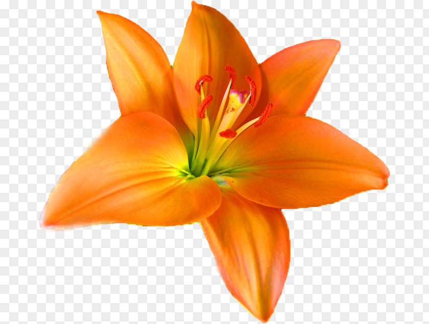 Flower Orange Lily S.A. Royalty-free Petal PNG