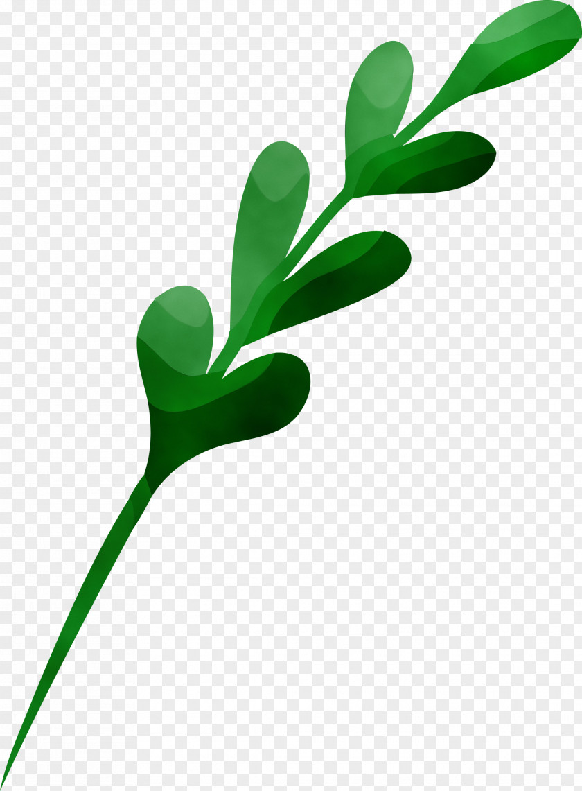 Green Leaf Plant Flower Pedicel PNG