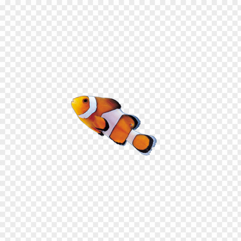 Insects, Fish Insect Clownfish Akwarystyka Morska PNG