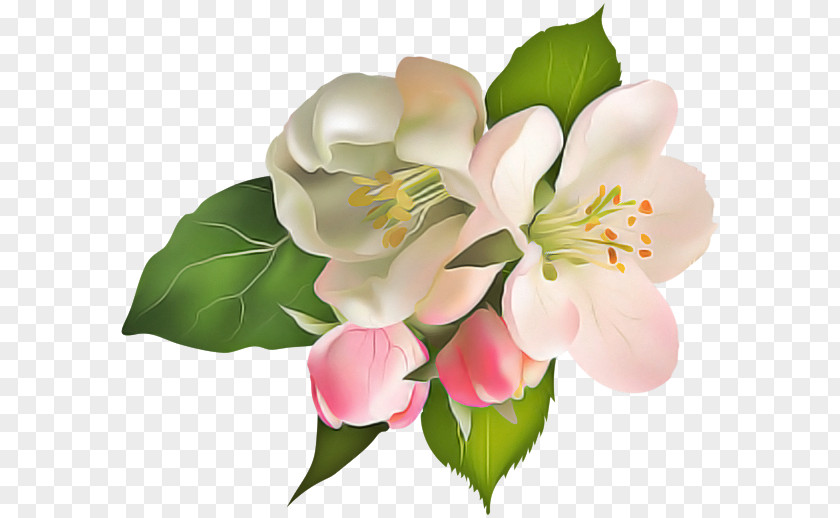 Lily Of The Incas Cut Flowers Petal Flower PNG