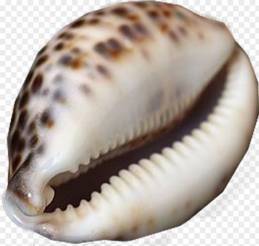 Marine Clam Cockle Seashell Sea Snail Conchology PNG