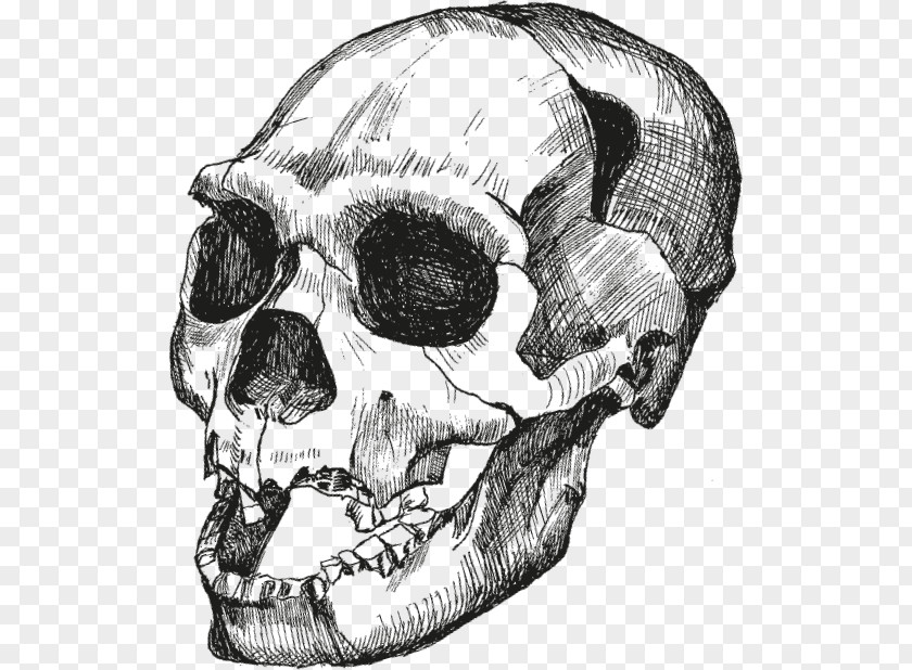 Skull Homo Sapiens Достающее звено. Книга 1. Обезьяны и все-все-все Heidelbergensis Upright Man PNG