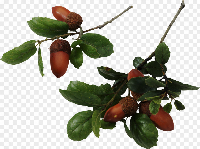 Acorn Quercus Agrifolia Southern Live Oak Fusiformis Laurifolia White PNG