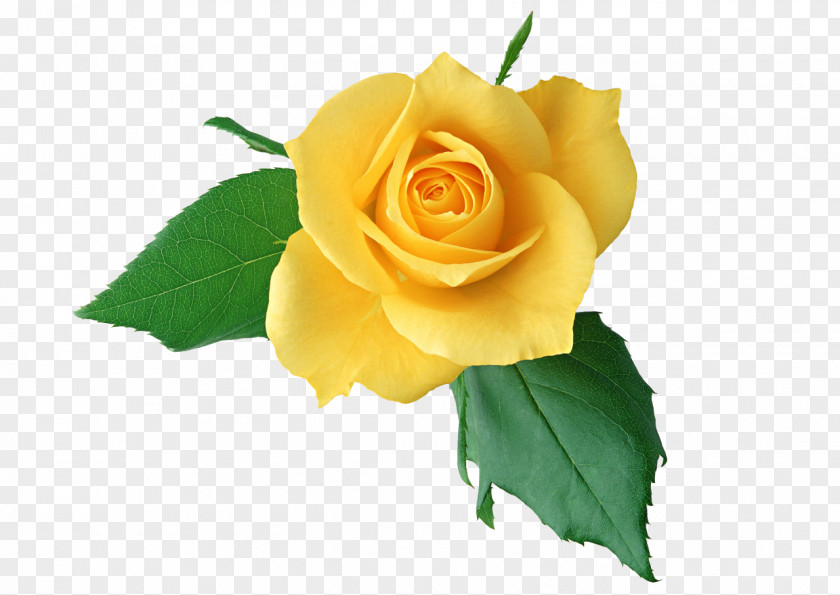 Chinese Flower Rose Yellow Clip Art PNG