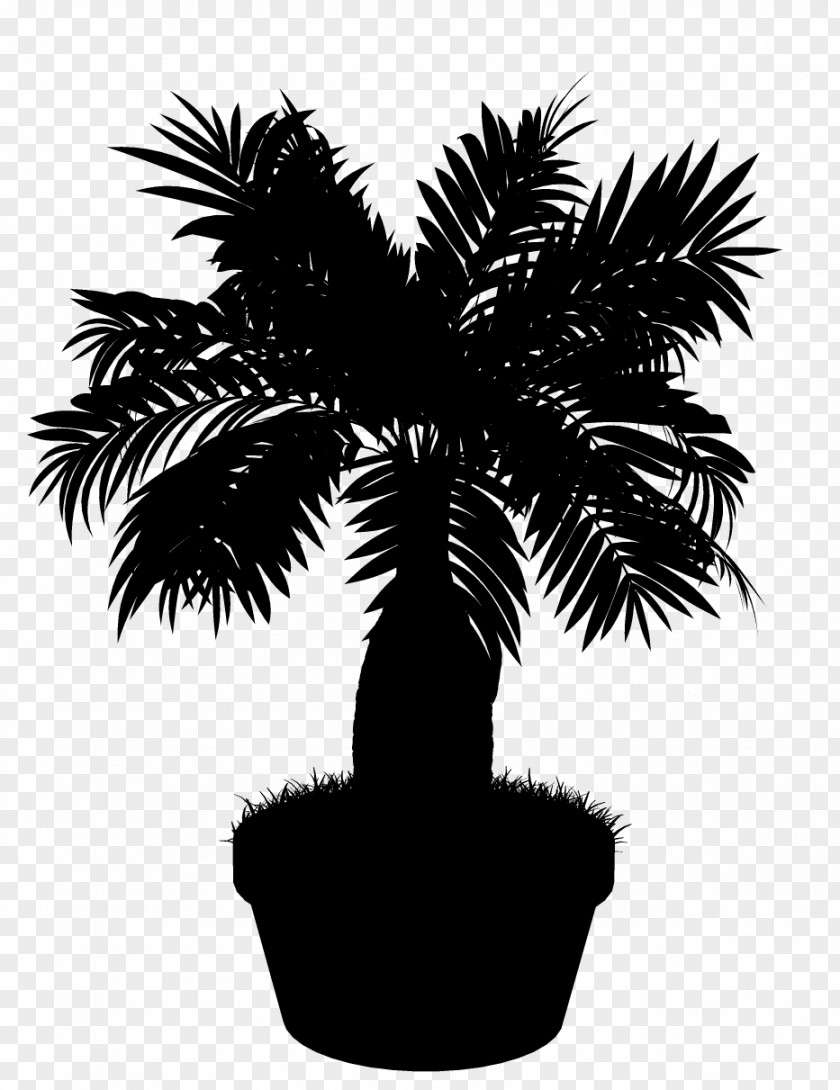 M Date Palm Flowerpot Trees Asian Palmyra Black & White PNG