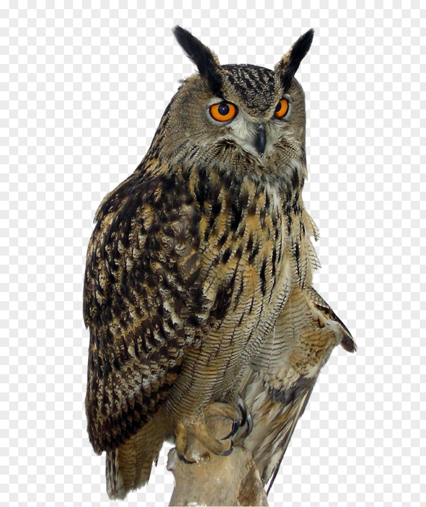 Owl Eurasian Eagle-owl Great Horned Clip Art PNG