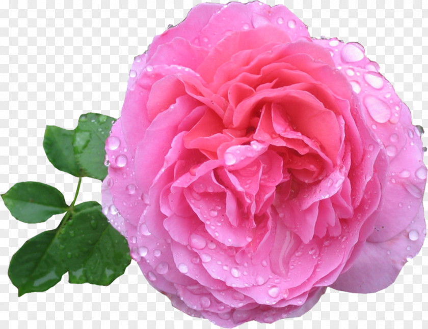 Pink Rose HD PNG