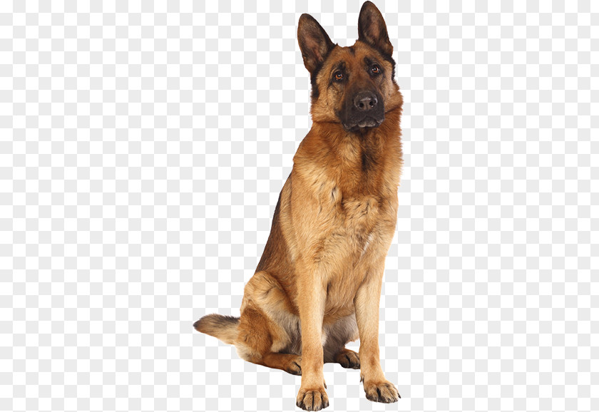 Police Dog Old German Shepherd Malinois King Kunming Wolfdog PNG