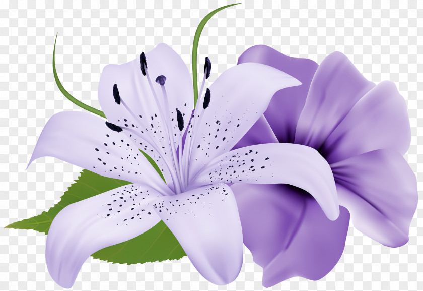 White Flower Purple Lilium Clip Art PNG
