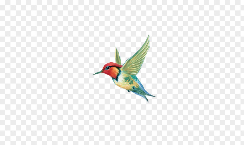 Animals Background Hummingbird Illustration Adobe Photoshop PNG