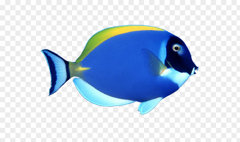 Blue Tropical Fish Clip Art PNG