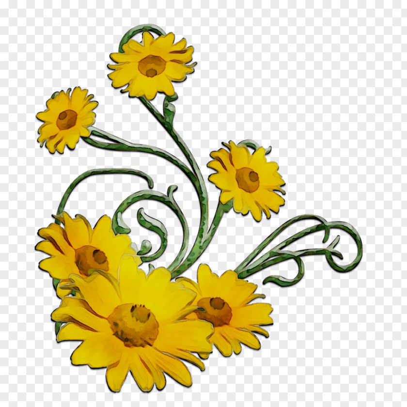 Common Sunflower Chrysanthemum Floral Design Cut Flowers Oxeye Daisy PNG