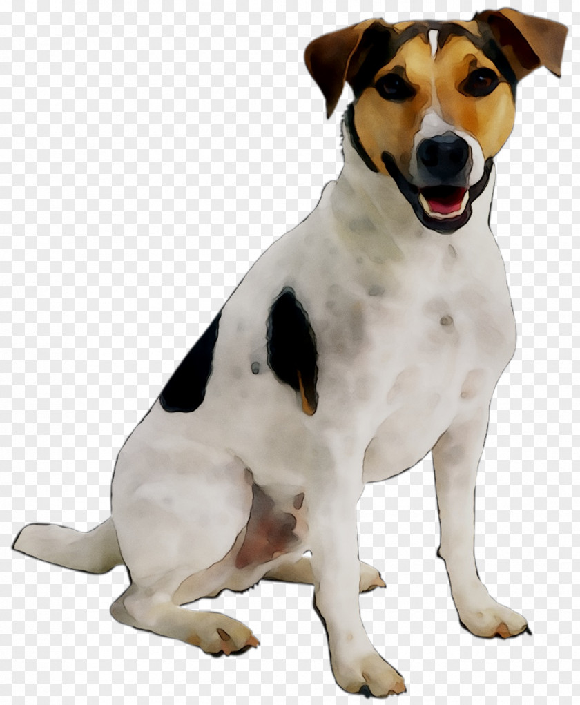 Jack Russell Terrier Puppy Cat Pet Dog Toys PNG