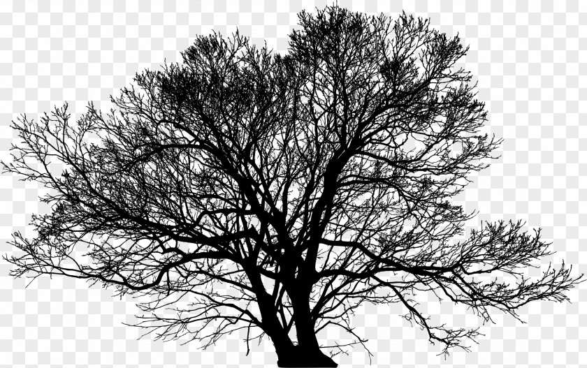 Winter Trees Tree Silhouette Arborist Branch PNG