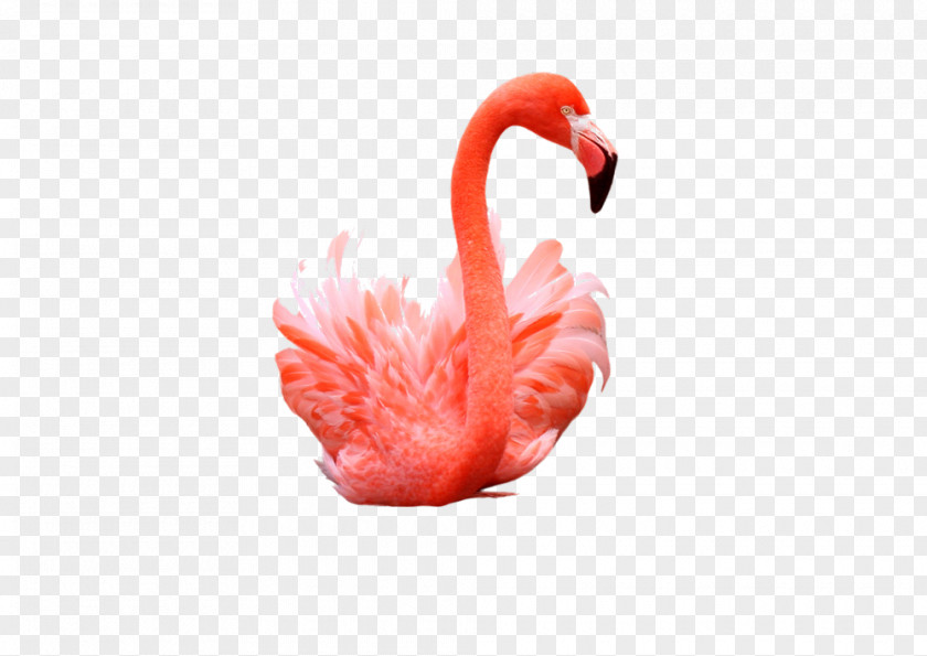 Flamingos Flamingo Photography PNG