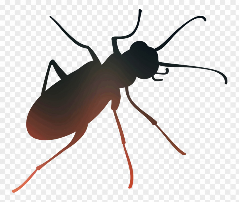 Insect Clip Art Membrane PNG