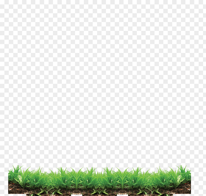 Lawn Grass Pattern Clip Art PNG