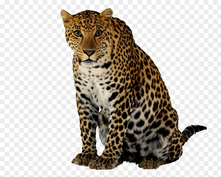 Leopard Clipart Cheetah Clip Art PNG