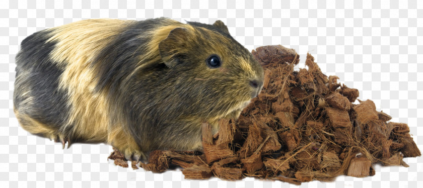 Pig Guinea Rodent Hamster Animal PNG