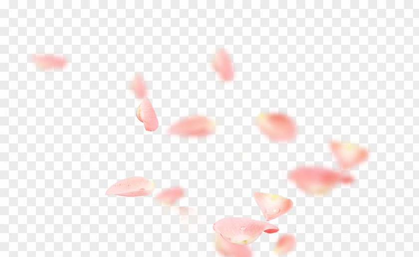 Pink Rose Petals Petal Flower Symbol PNG