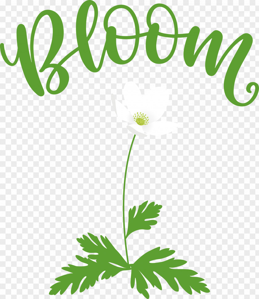 Bloom Spring Flower PNG