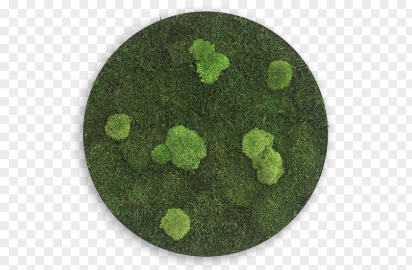 Circle Bryophyte Swiss Franc Iceland Moss Sphere PNG