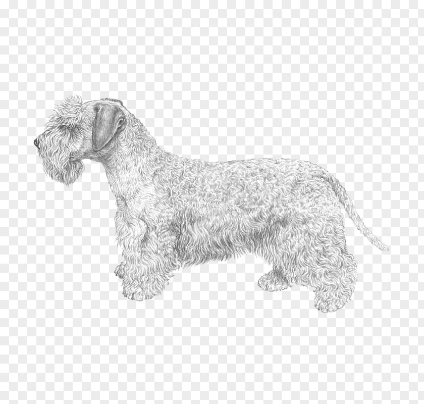 English Setter Miniature Schnauzer Cesky Terrier Glen Lakeland Scottish PNG