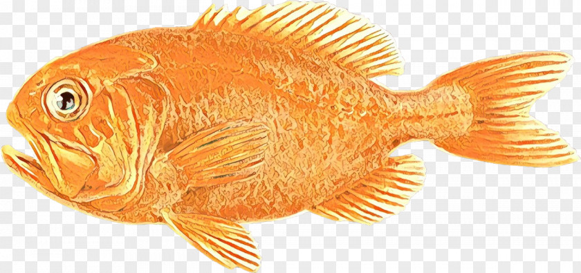 Fish Tilapia Goldfish Tail PNG