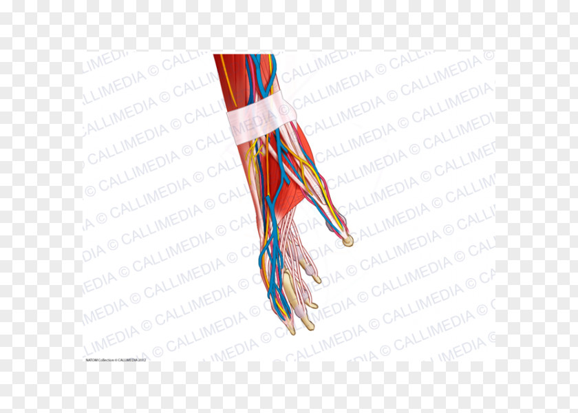 Hand Blood Vessel Muscle Human Anatomy Nerve Body PNG