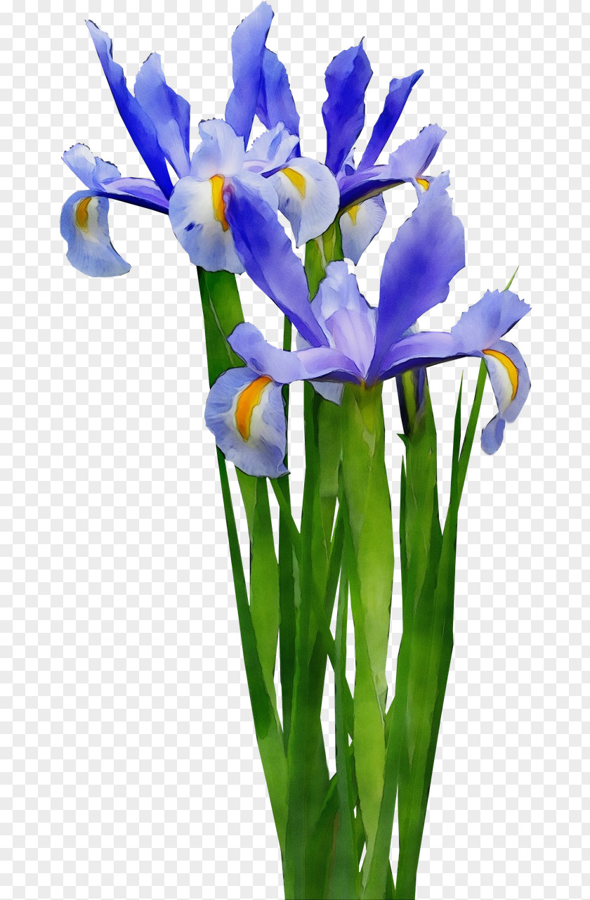 Plant Stem Iris Family Flower Flowering Cut Flowers Petal PNG