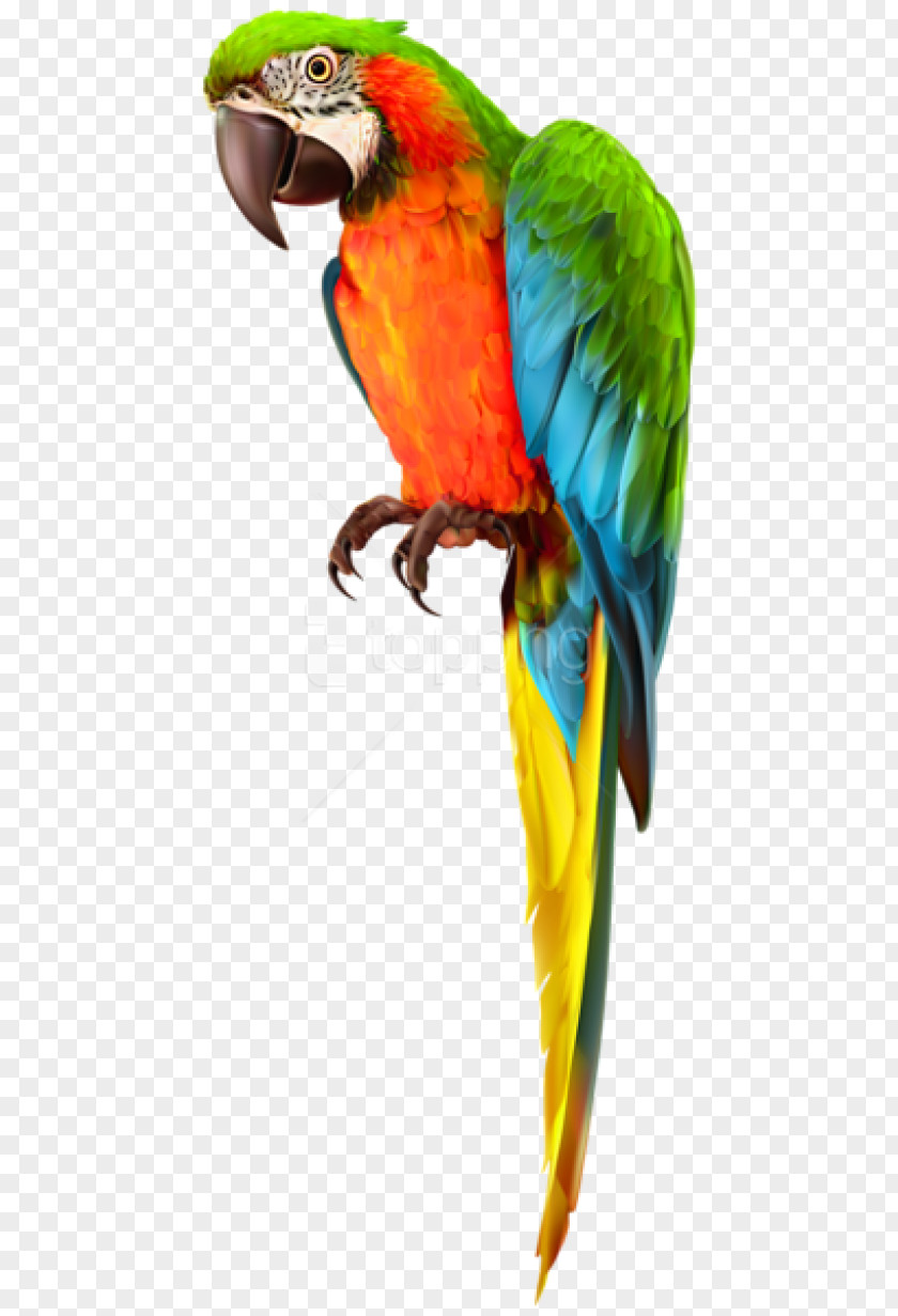 Samurai Top Macaw Budgerigar Parrot Lovebird PNG