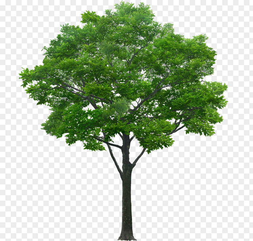 Tree Stock Photography Drawing PNG
