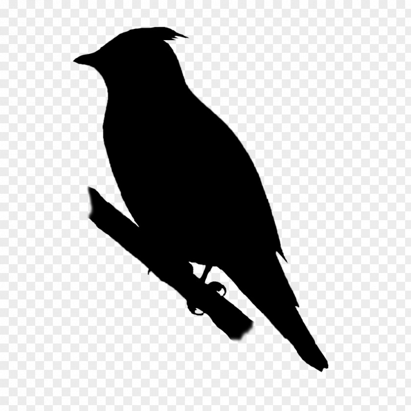 American Crow Bird New Caledonian The Noun Project PNG