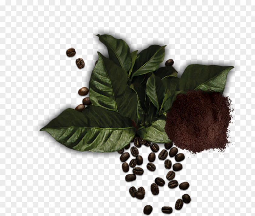 Arabic Coffe Herbalism Superfood Tree PNG