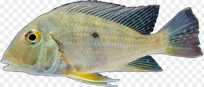 Fish Tilapia Freshwater Common Carp Fresh Water PNG