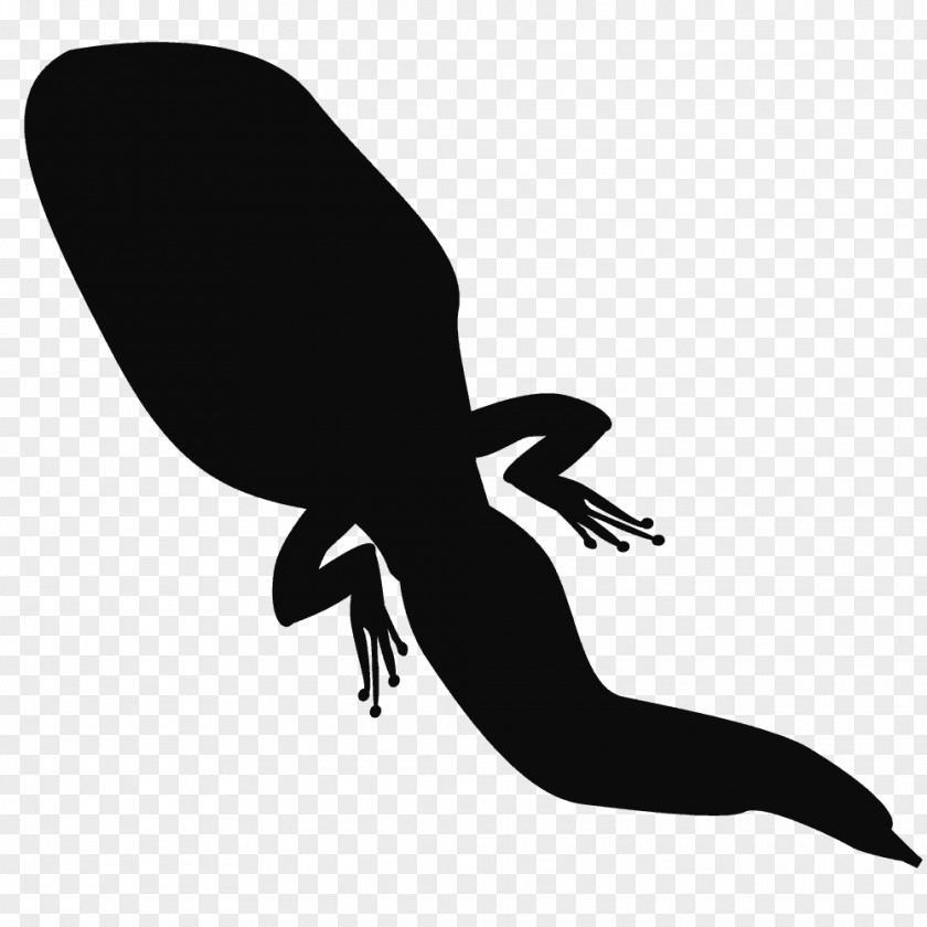 Frog Silhouette Tadpole Amphibian PNG