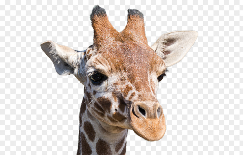 Giraffa Giraffe Neck Terrestrial Animal Snout Wildlife PNG