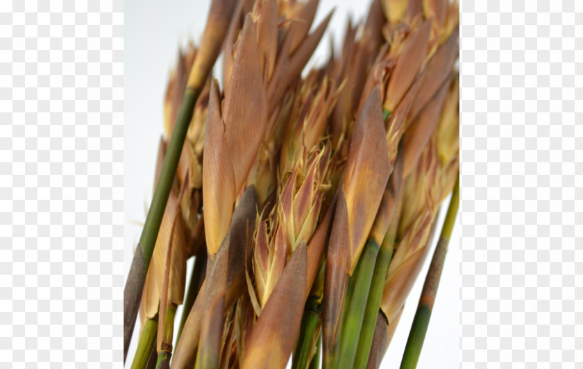 Gras Emmer Spelt Common Wheat PNG