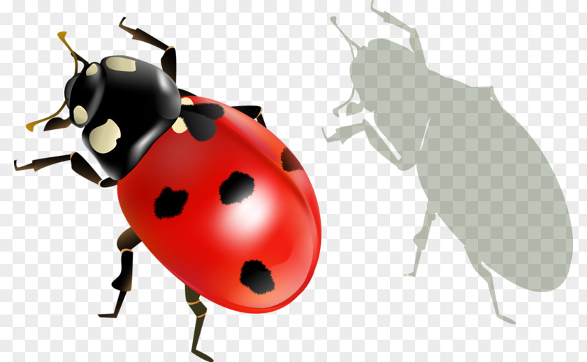 Insect Ladybird Beetle Clip Art PNG